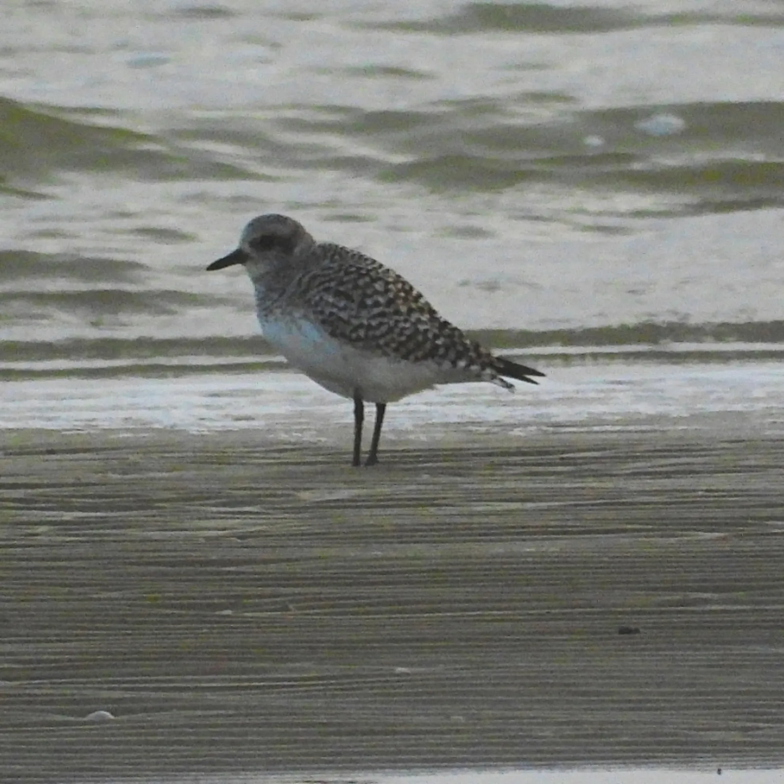 Gespotte Zilverplevier