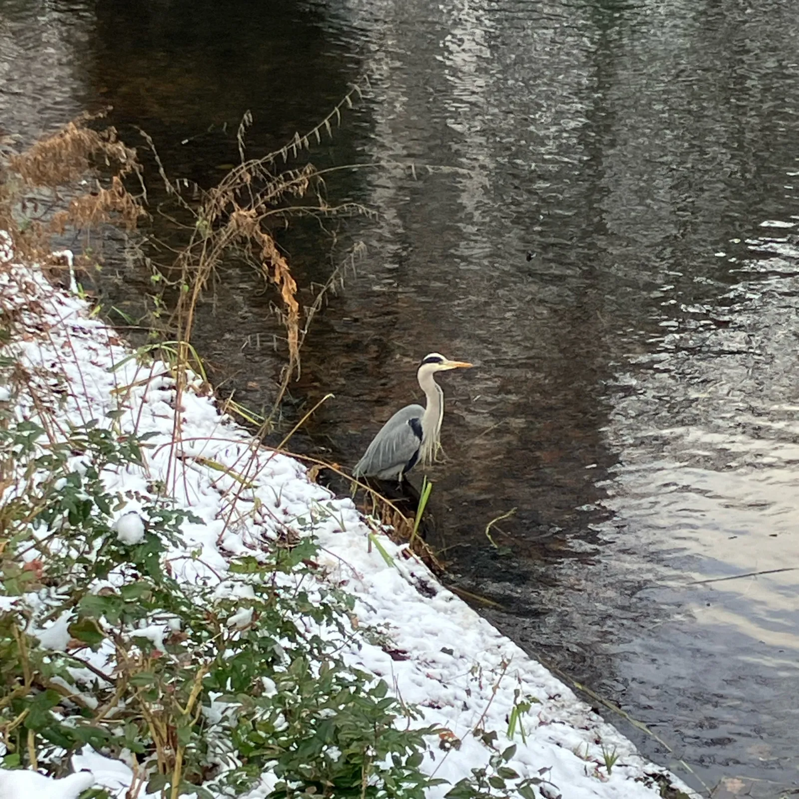 Spotted Gray Heron