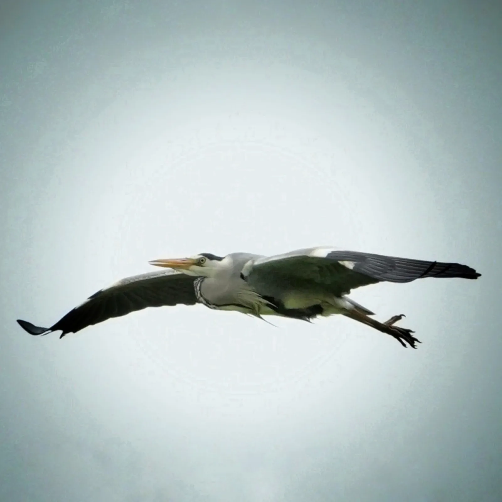 Gespotte Blauwe reiger