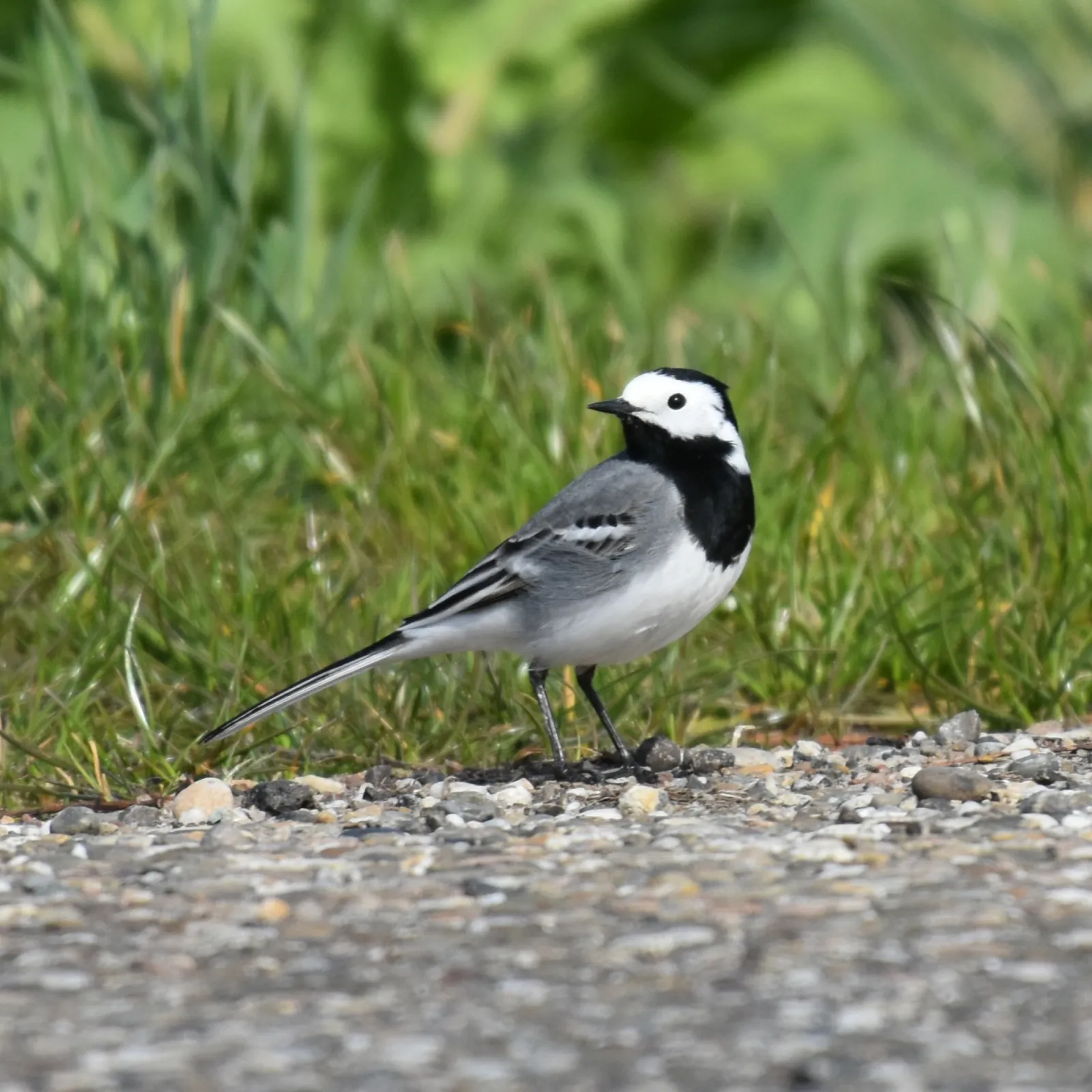 Gespotte Witte kwikstaart