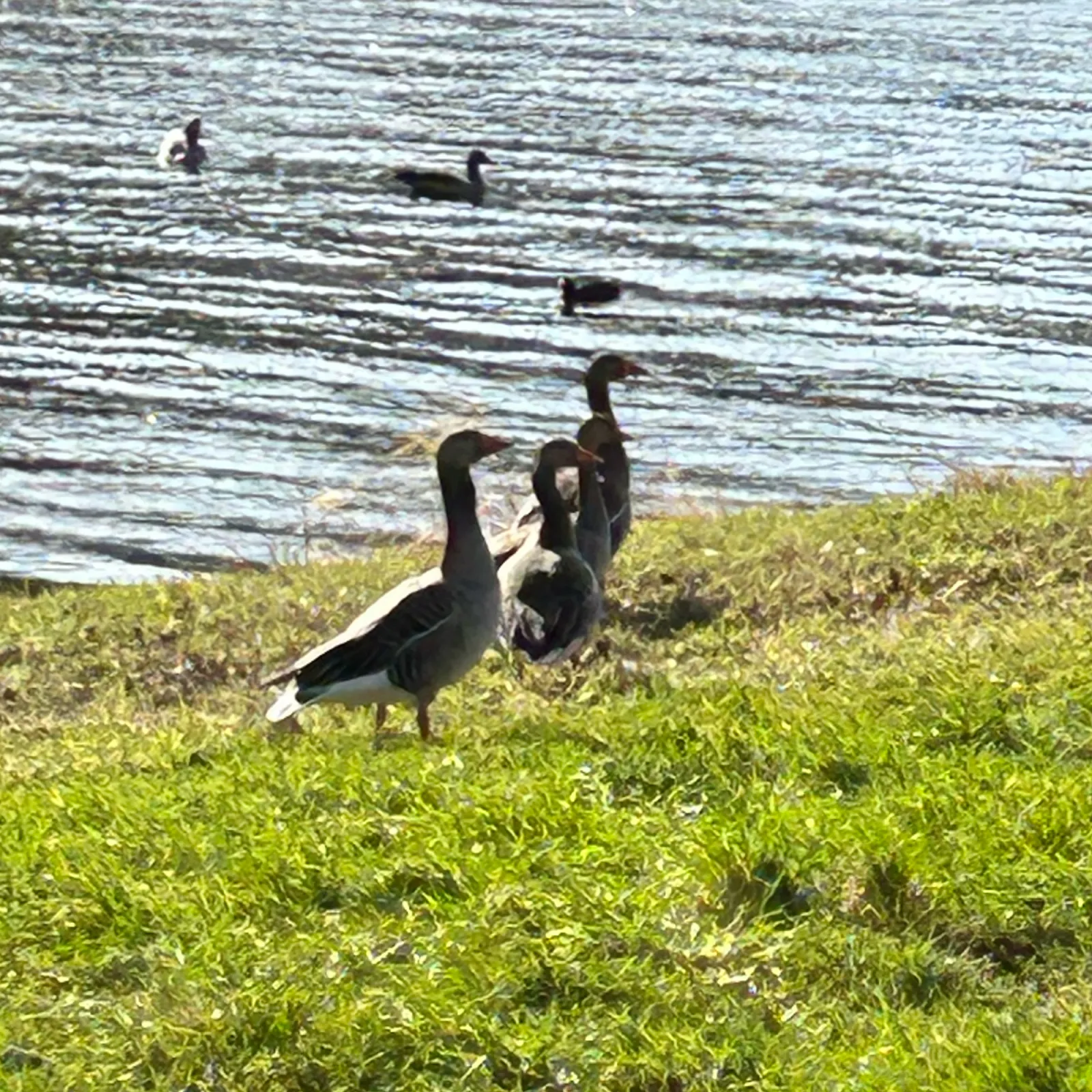 Gespotte Grauwe gans