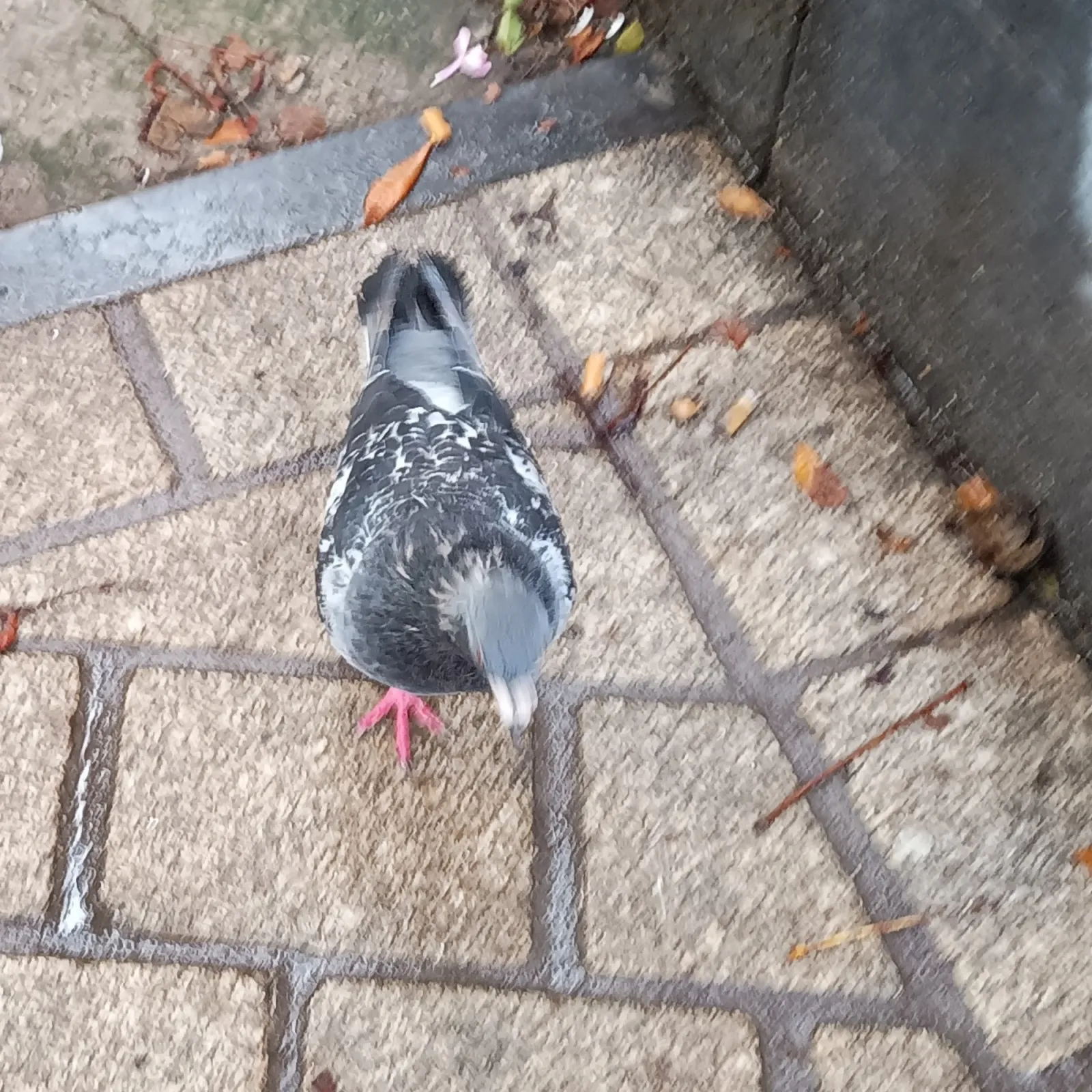 Spotted Rock Dove