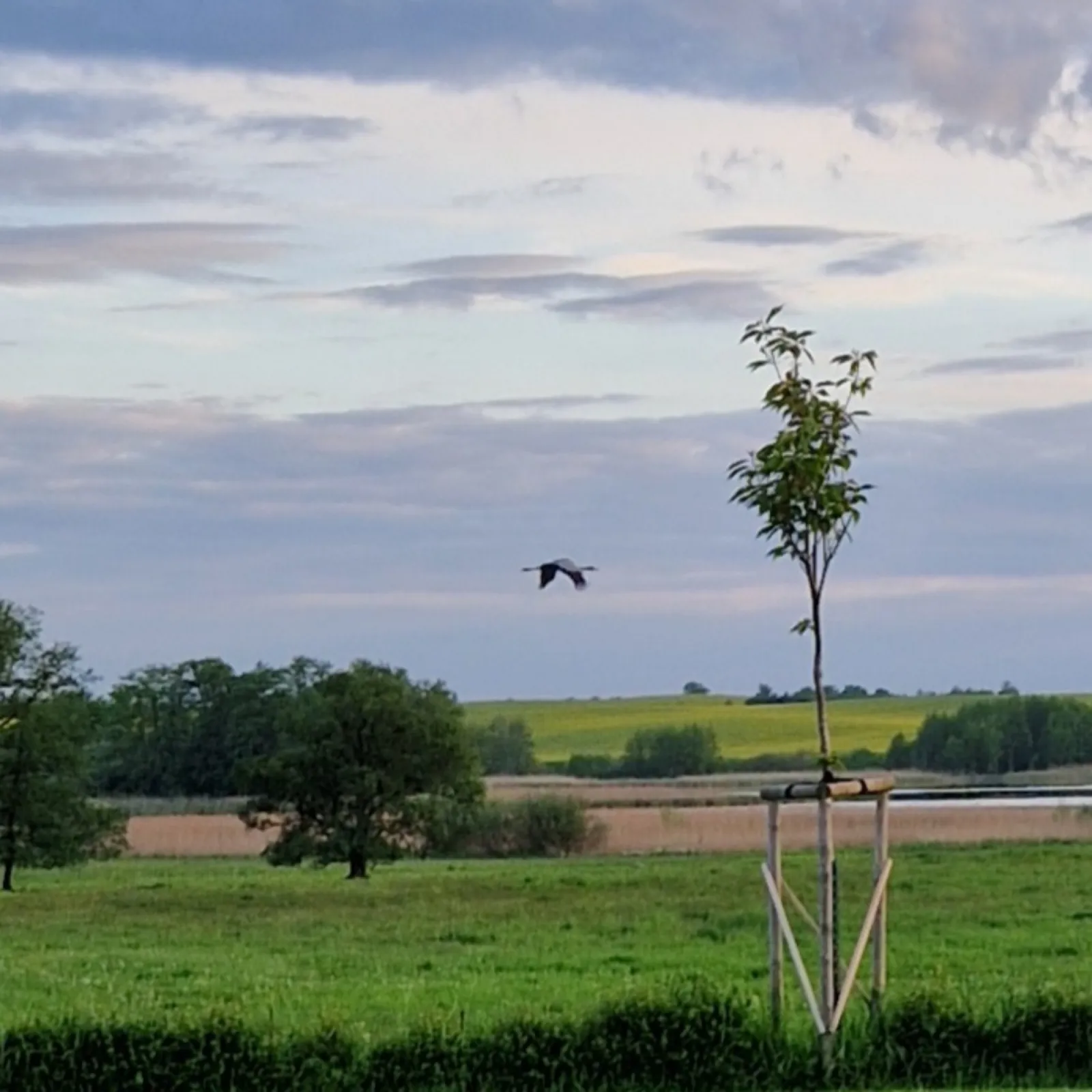 Waargenomen Kraanvogel