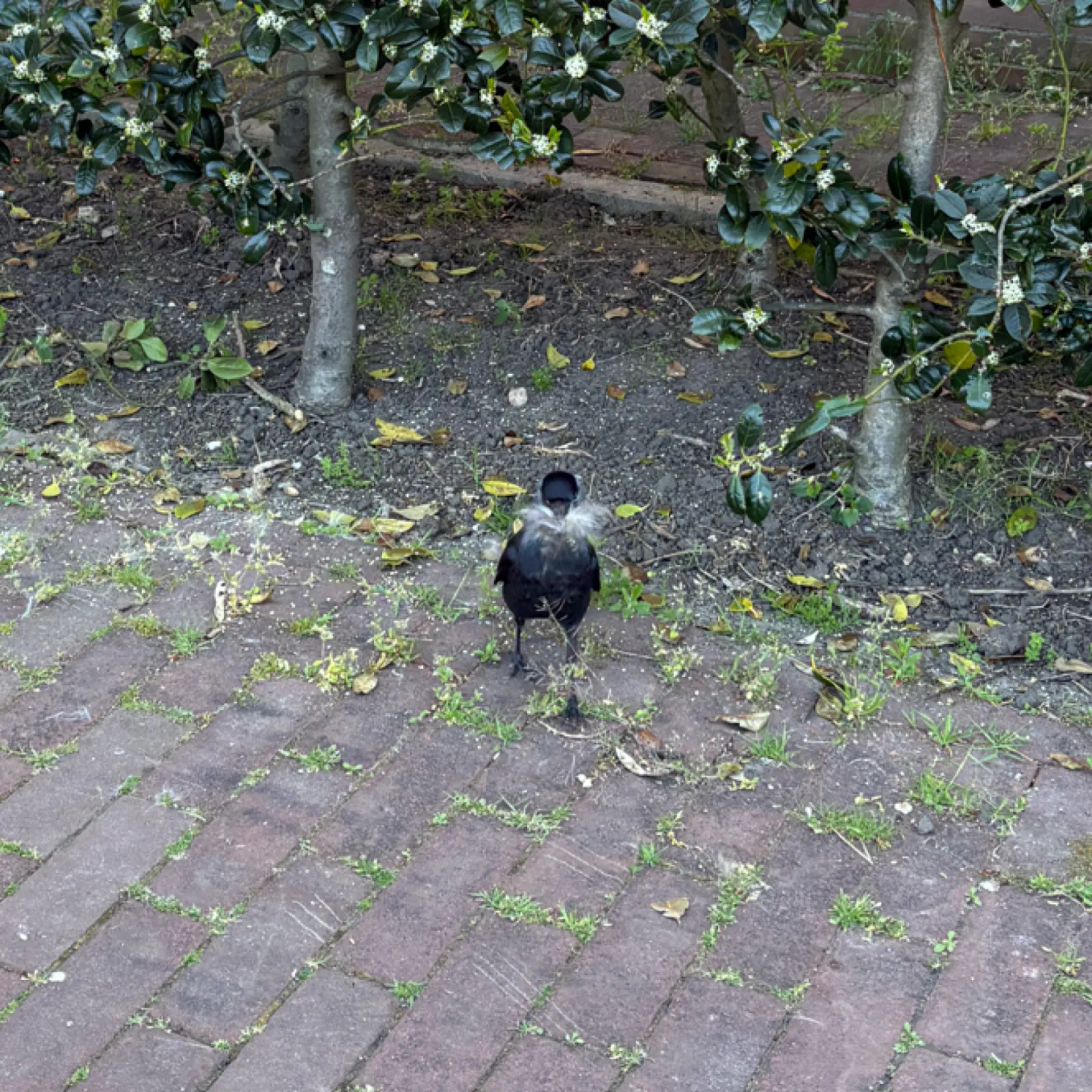 Waargenomen Kauw