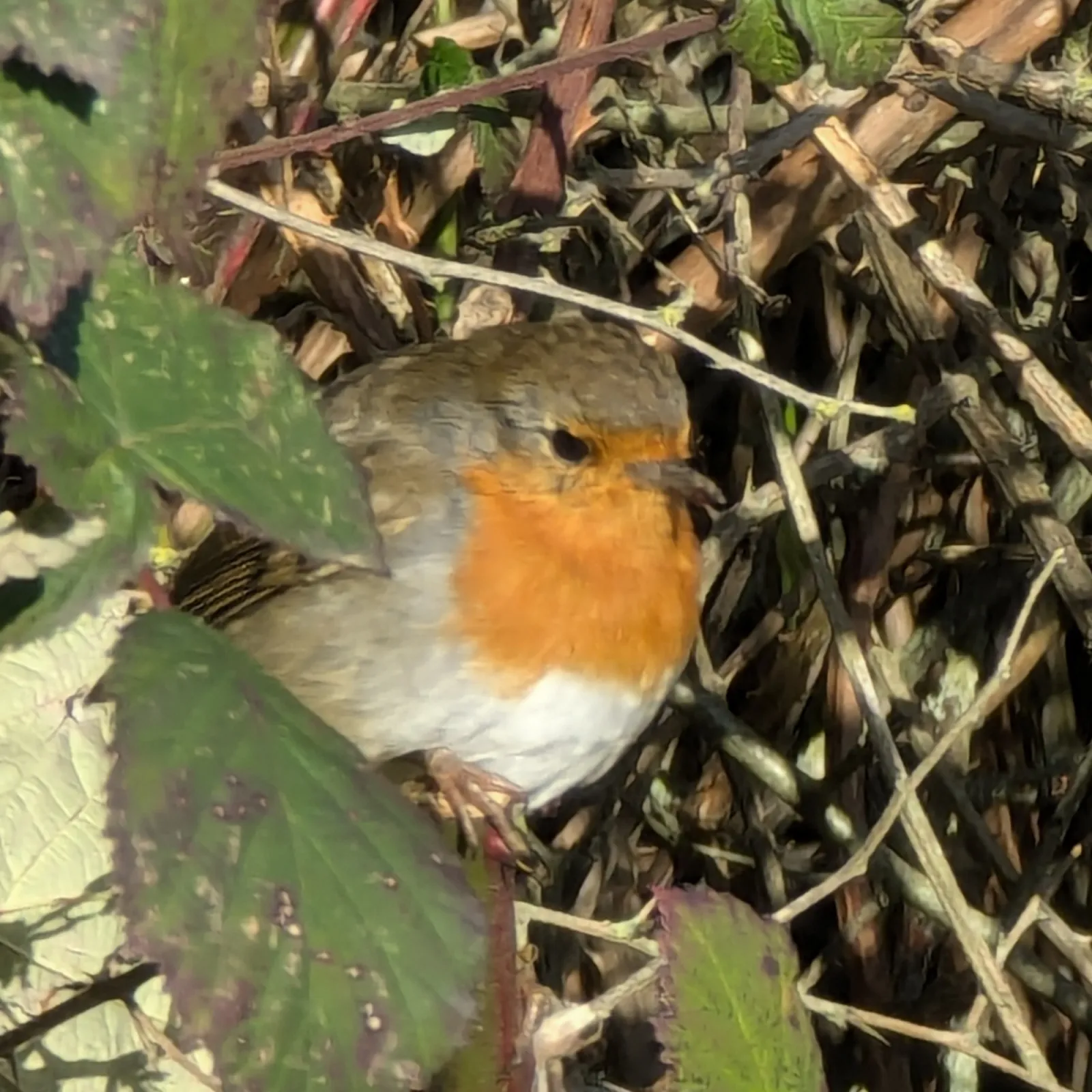 Spotted European Robin