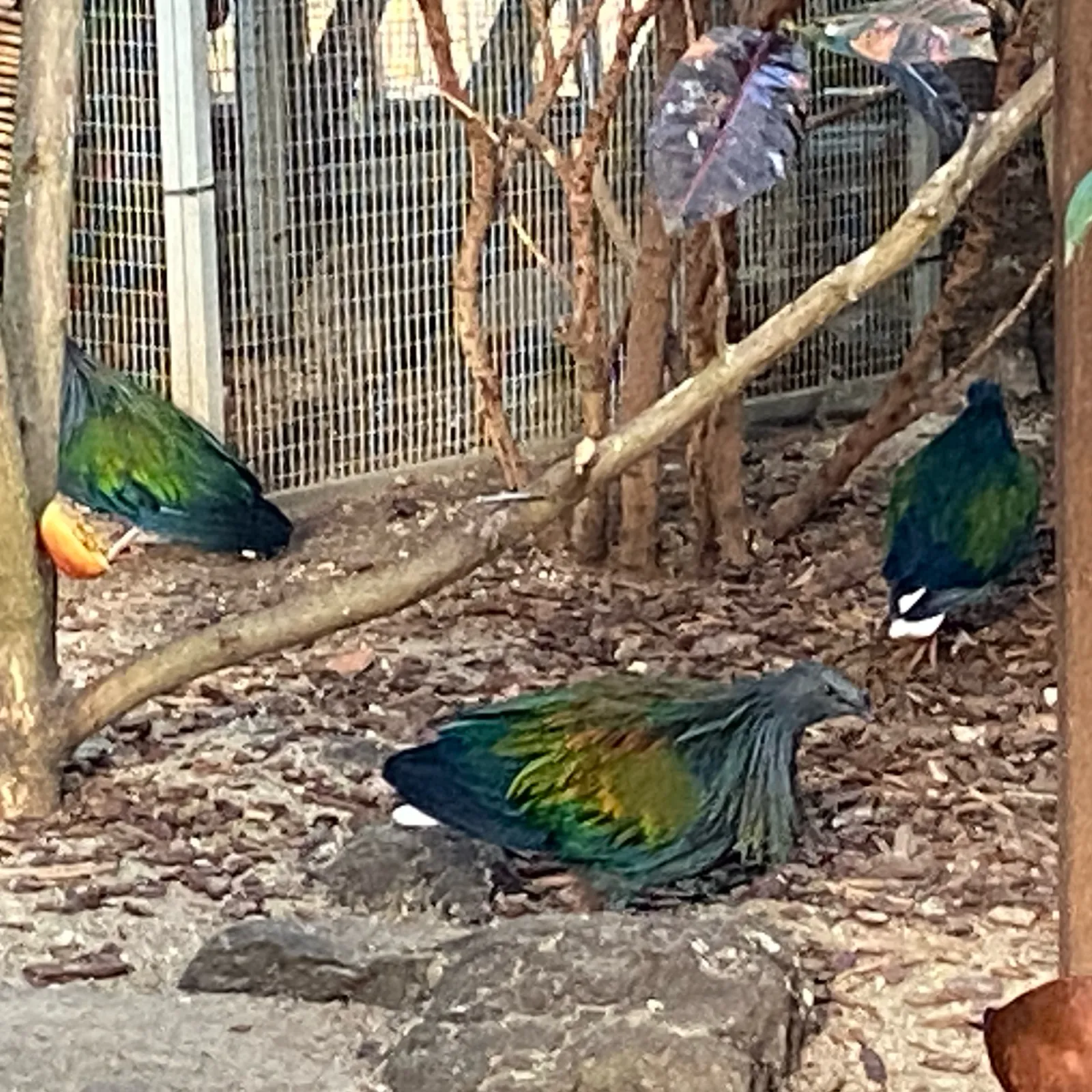 Spotted Nicobar Pigeon