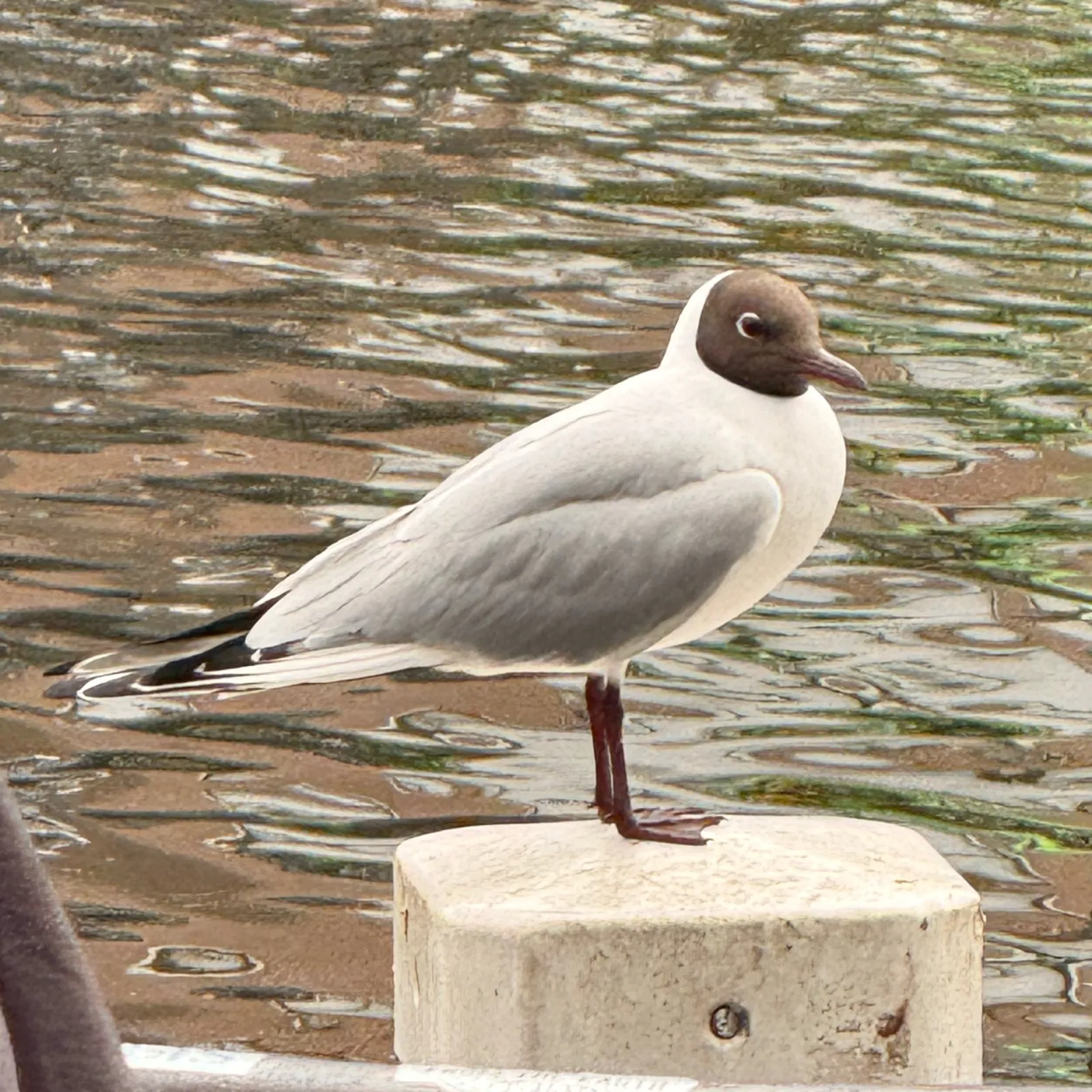 Spotted Black-headed Gull