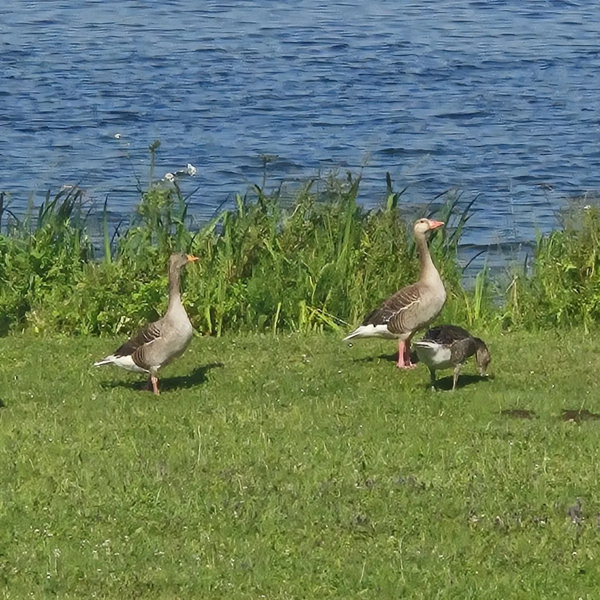 Waargenomen Grauwe gans