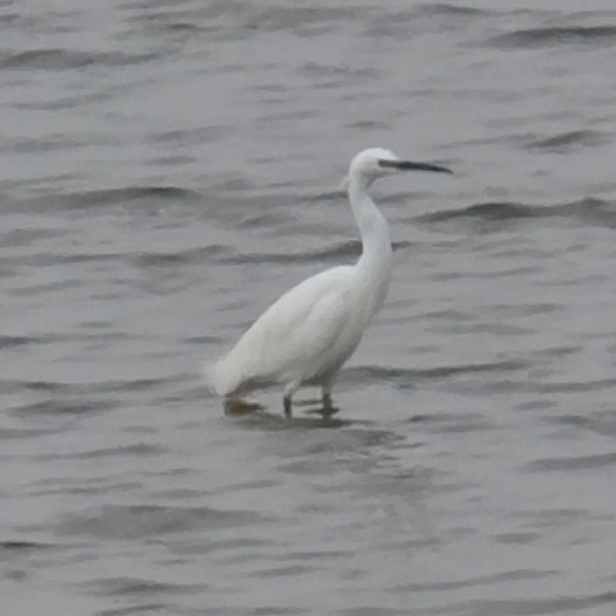 Waargenomen Kleine zilverreiger