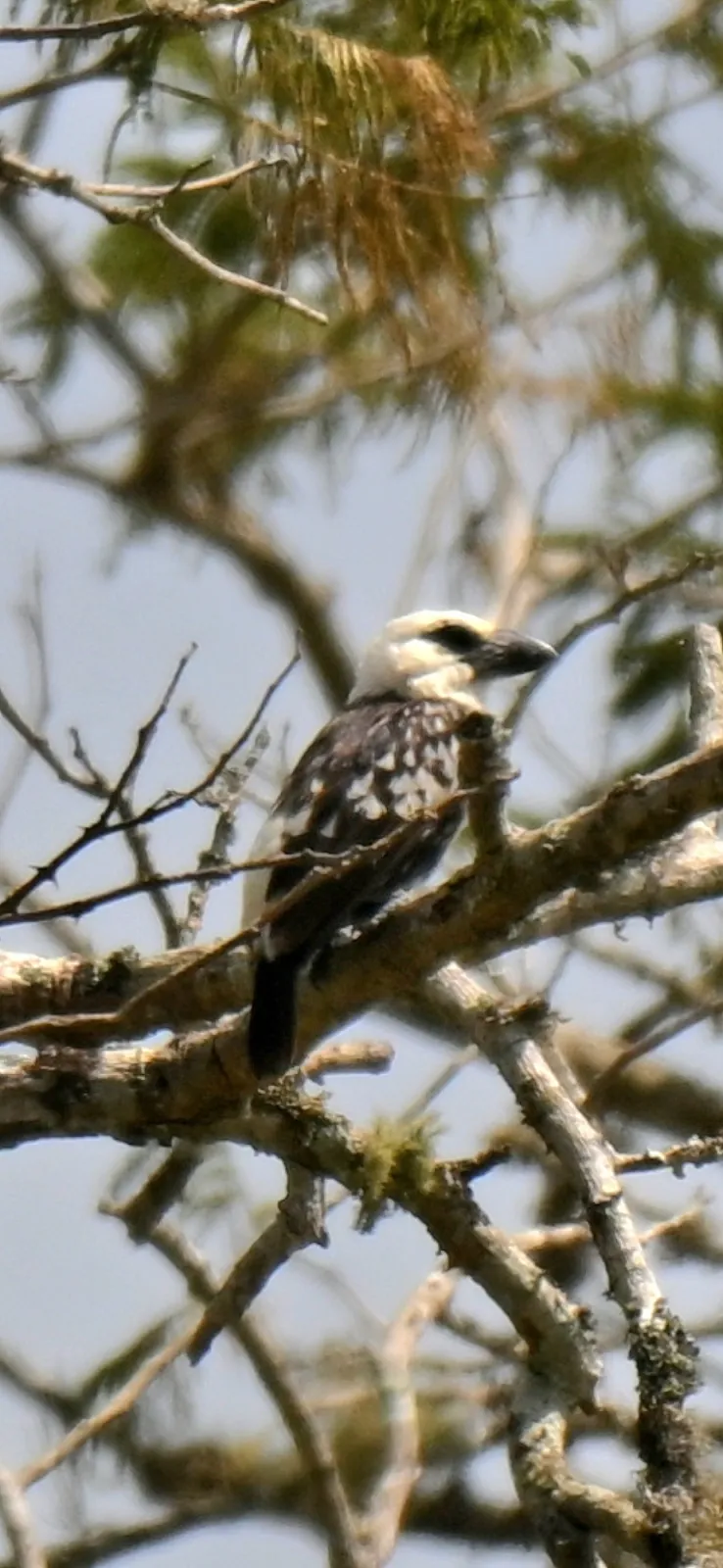 Waargenomen Witkopbaardvogel