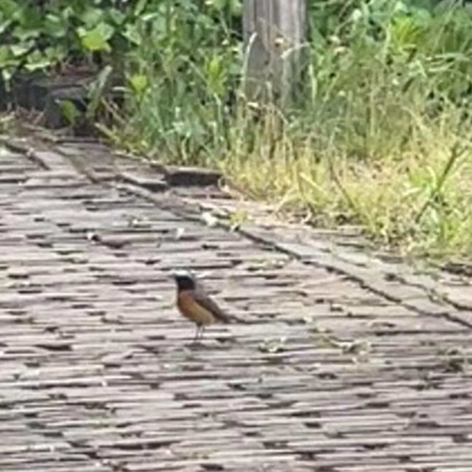Waargenomen Gekraagde roodstaart