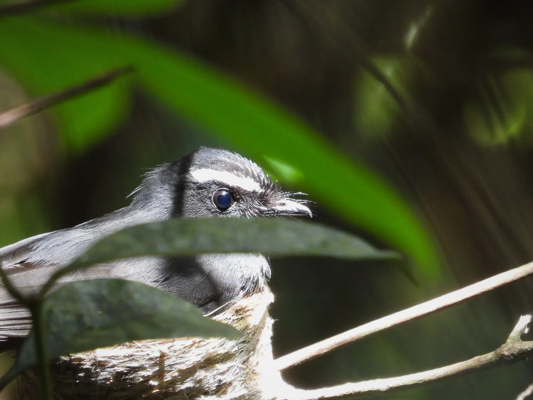 Gespotte Witkeelwaaierstaart
