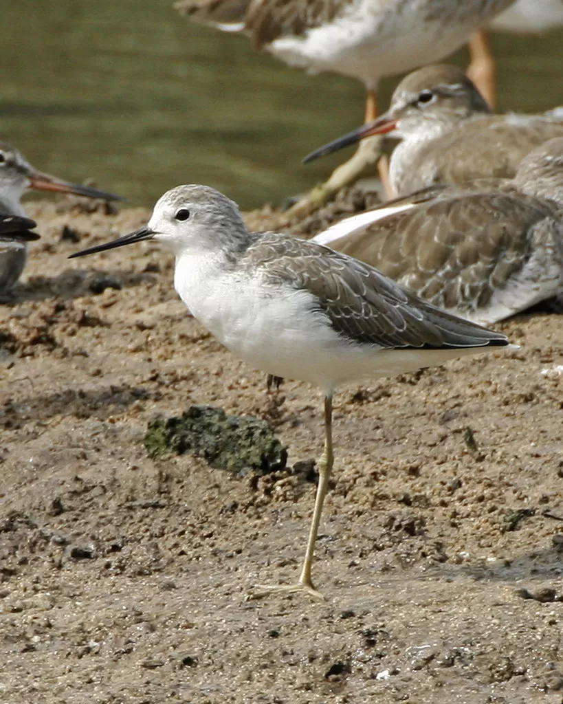 Marsh Sandpiper (Tringa stagnatilis)