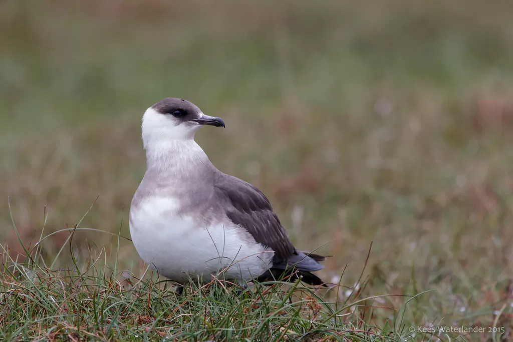 Artic Skua / Kleine jager