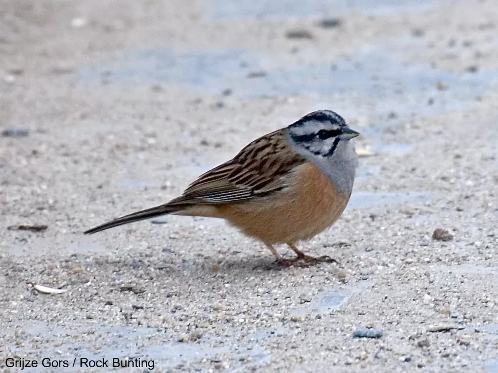 37602 Grijze Gors / Rock Bunting