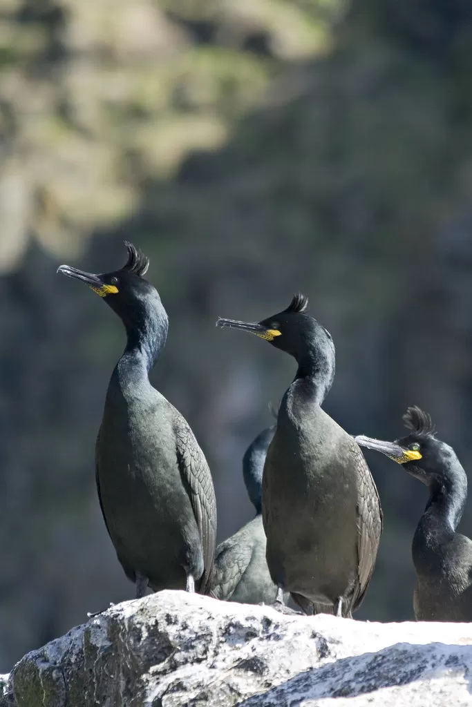European Shag
