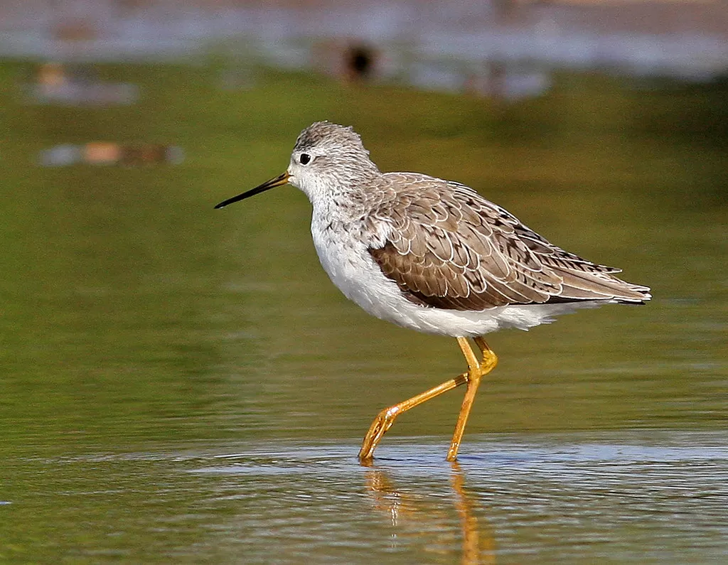 Marsh Sandpiper, Tringa stagnatilis