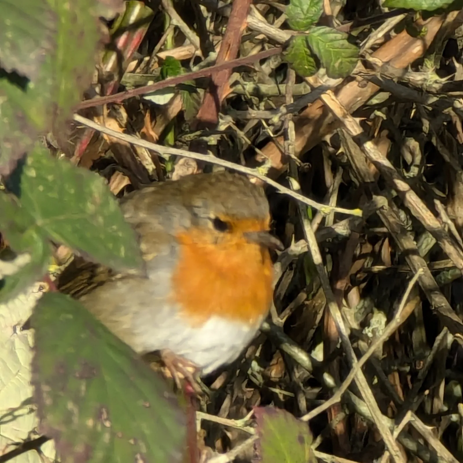Spotted European Robin