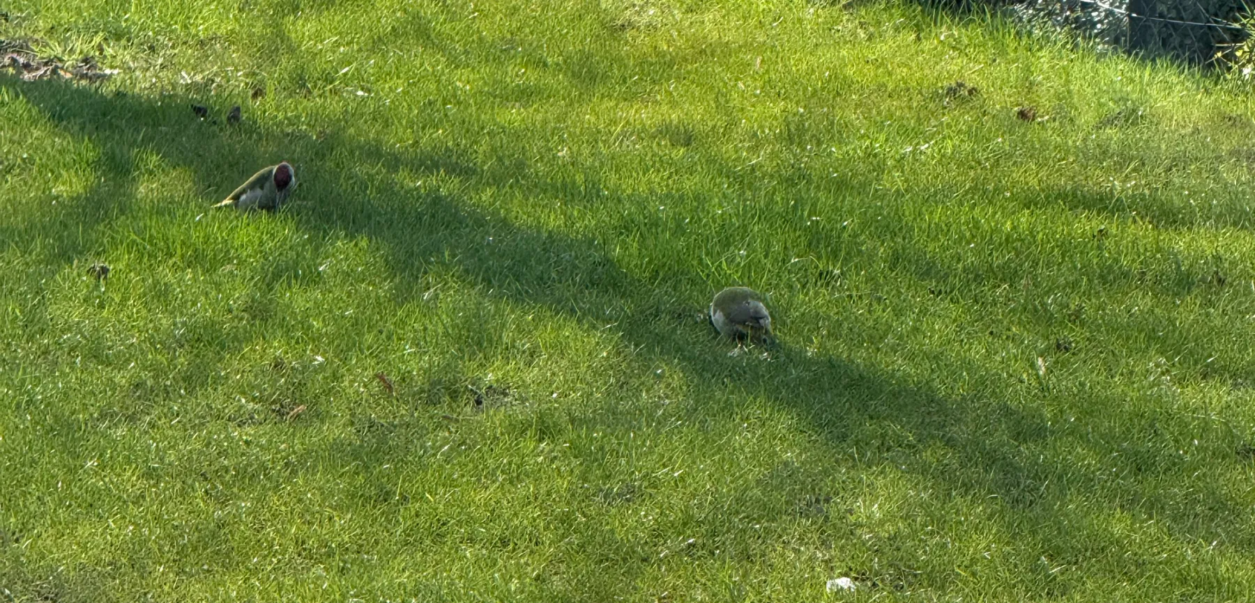 Gespotte Groene specht