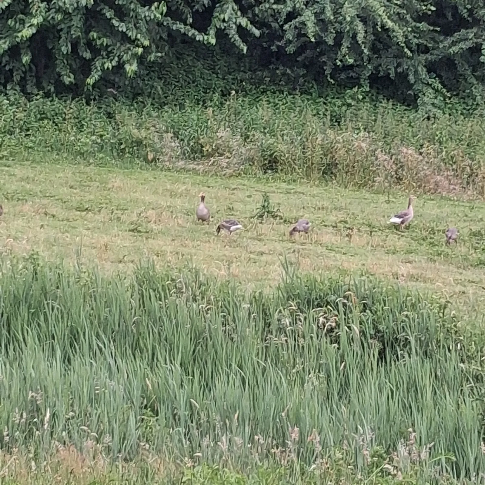 Waargenomen Grauwe gans