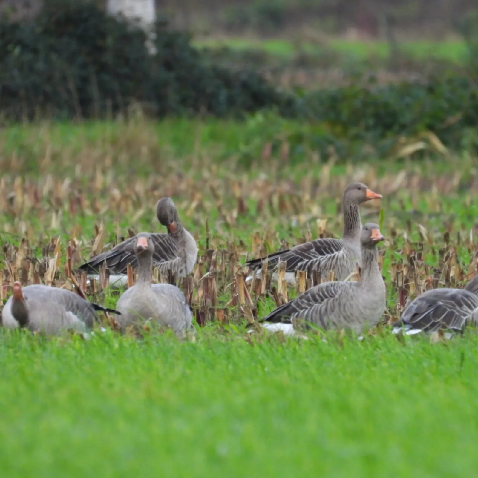 Waargenomen Grauwe gans