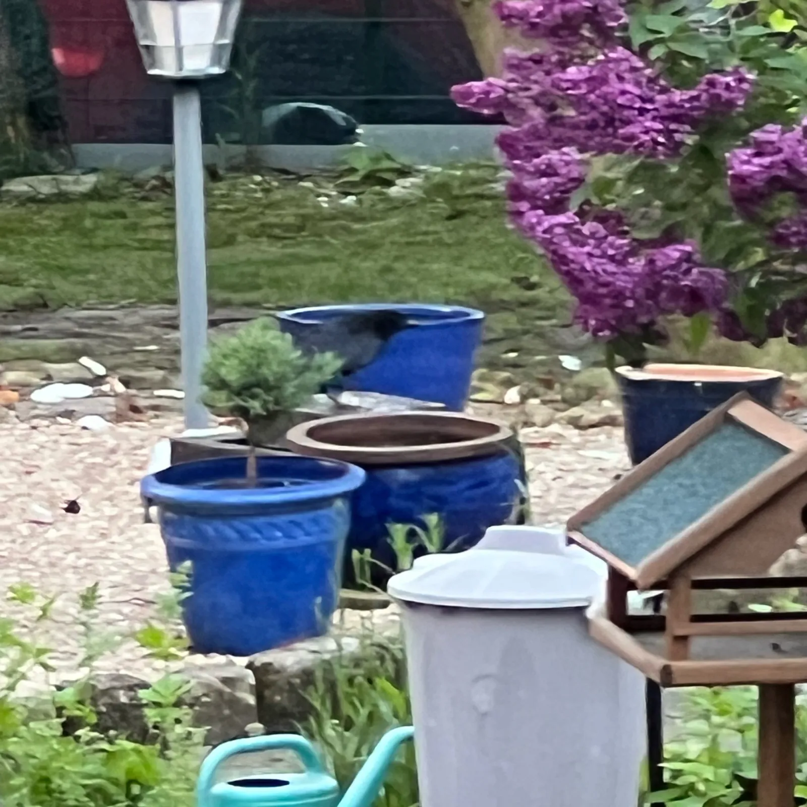 Spotted Carrion Crow