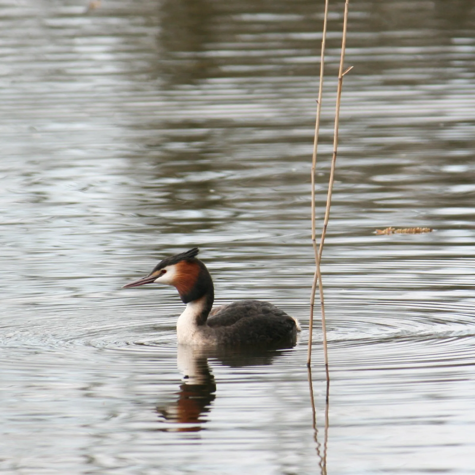 Spotted Great Crested Grebe