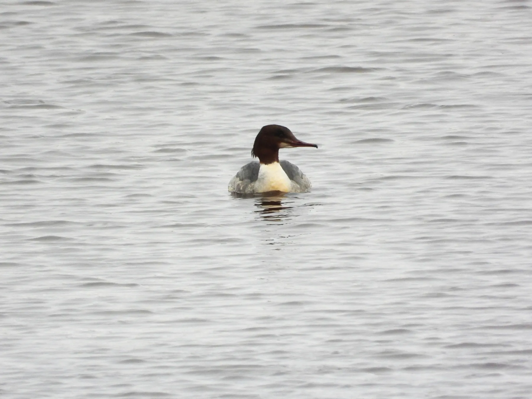 Gespotte Grote zaagbek