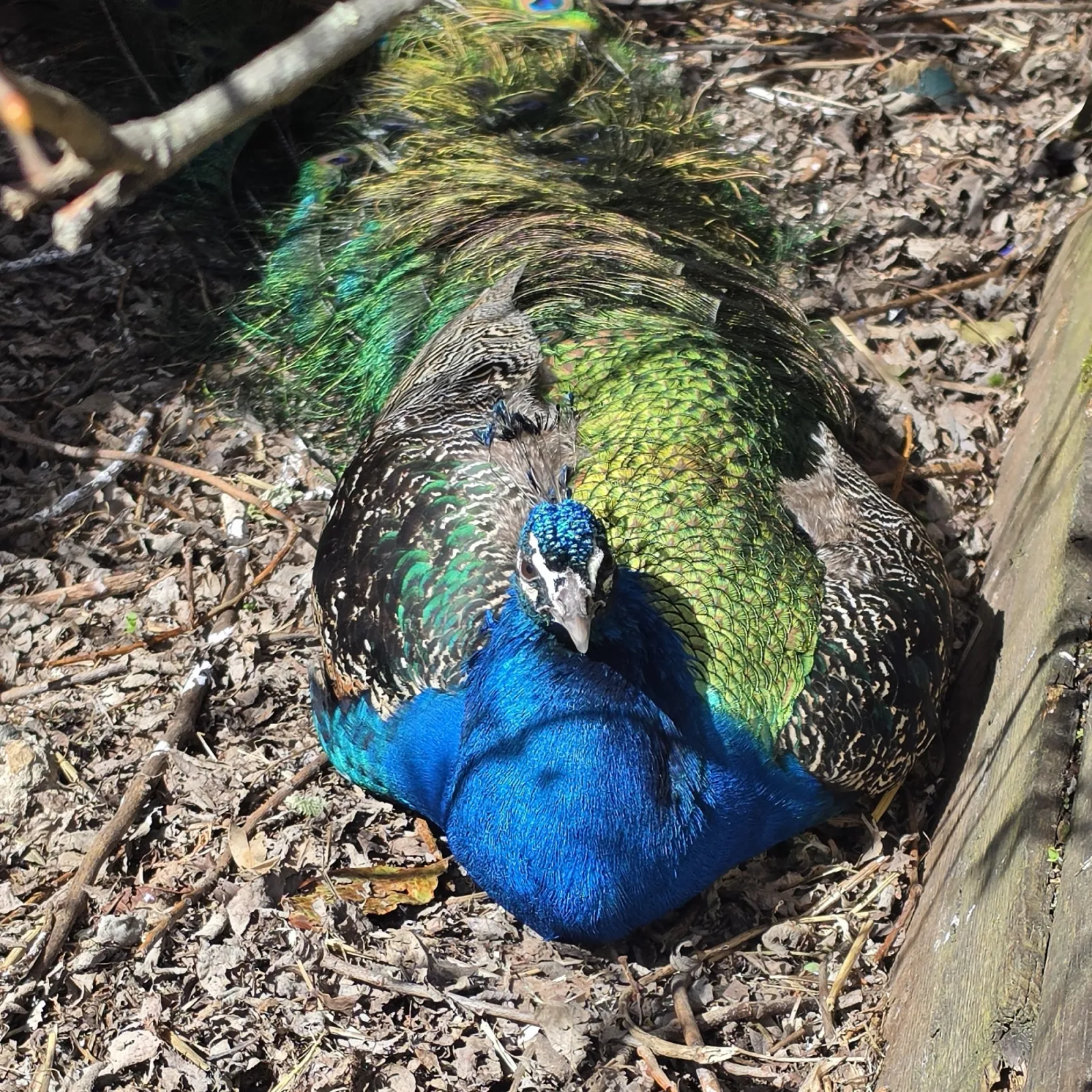 Spotted Indian Peafowl