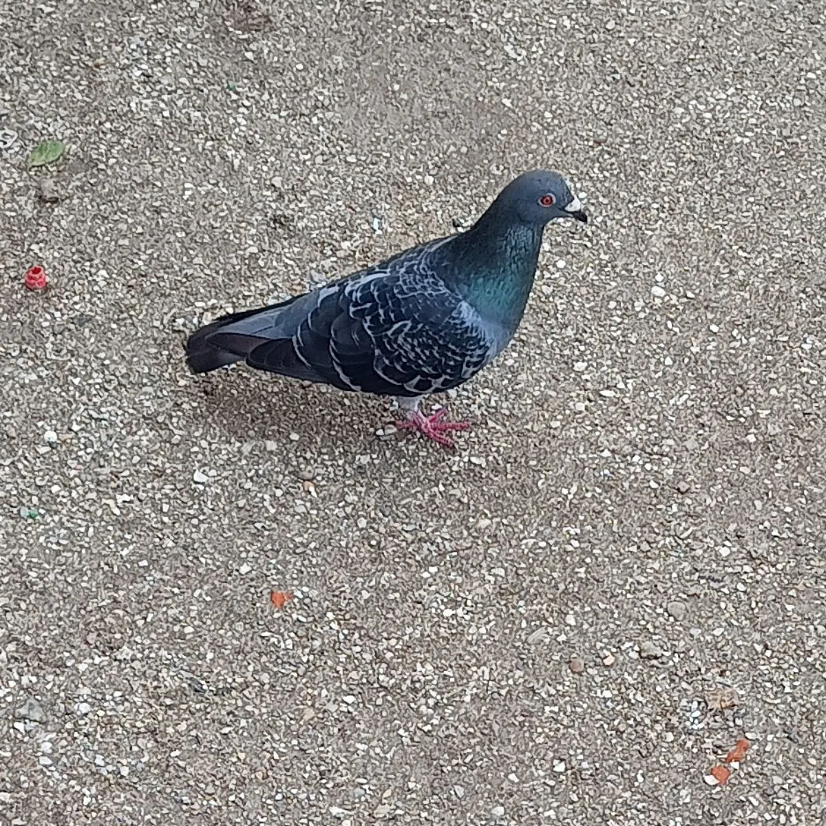 Spotted Rock Dove