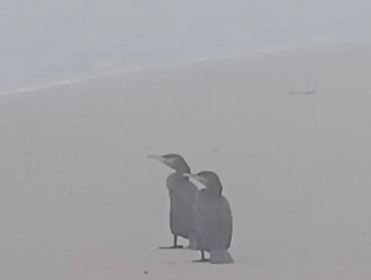 Gespotte Aalscholver