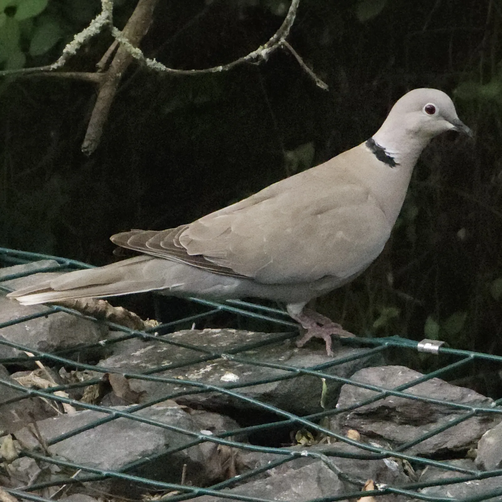 Spotted Eurasian Collared-Dove