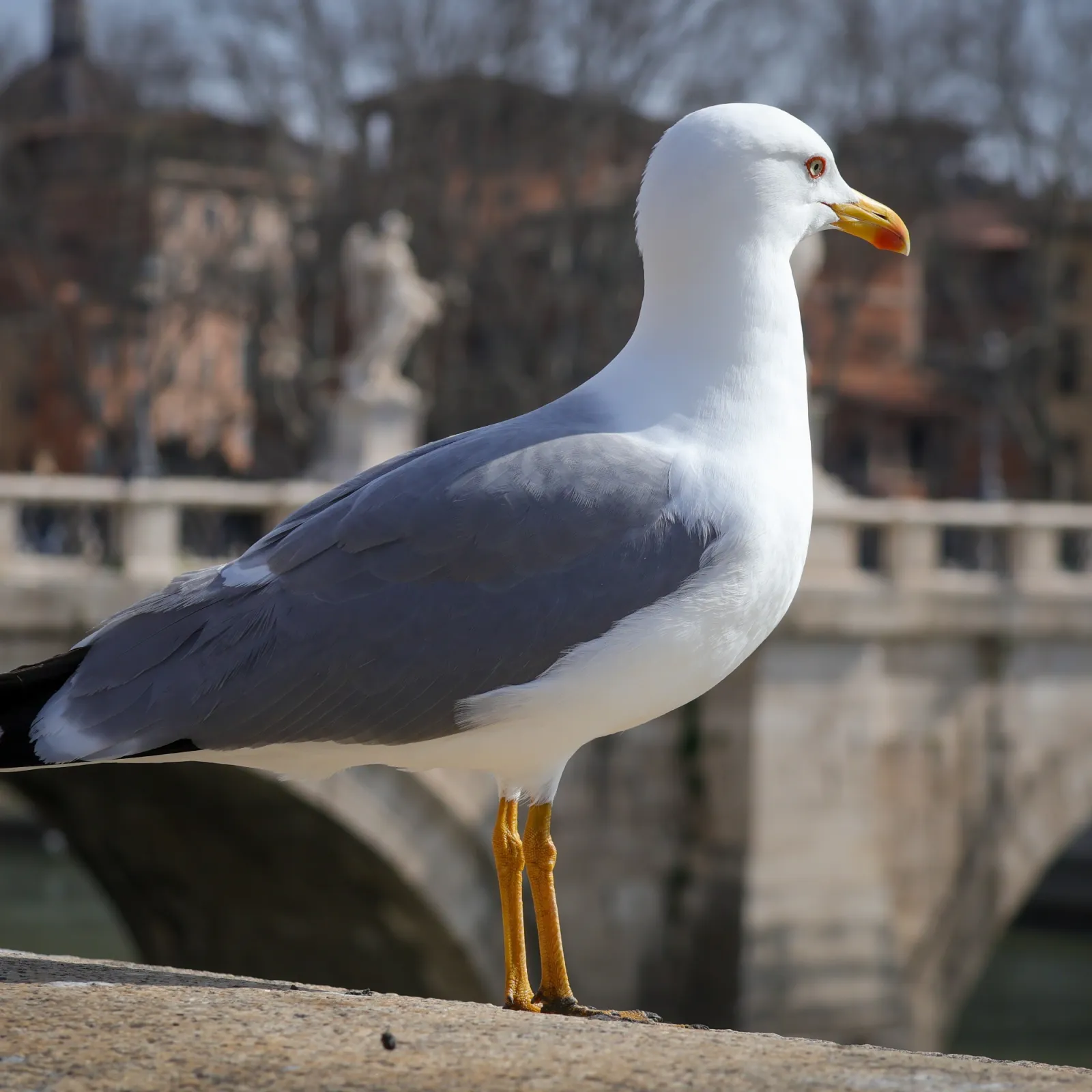 Gespotte Geelpootmeeuw
