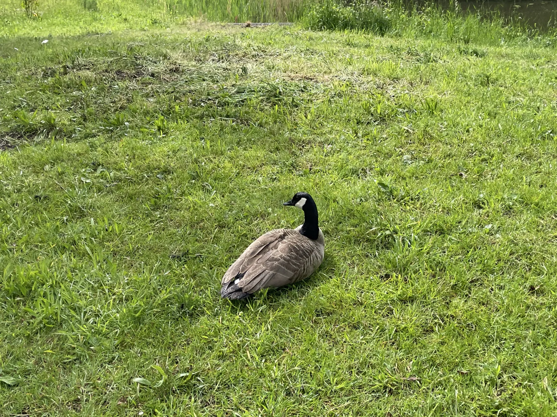Waargenomen Grote Canadese gans