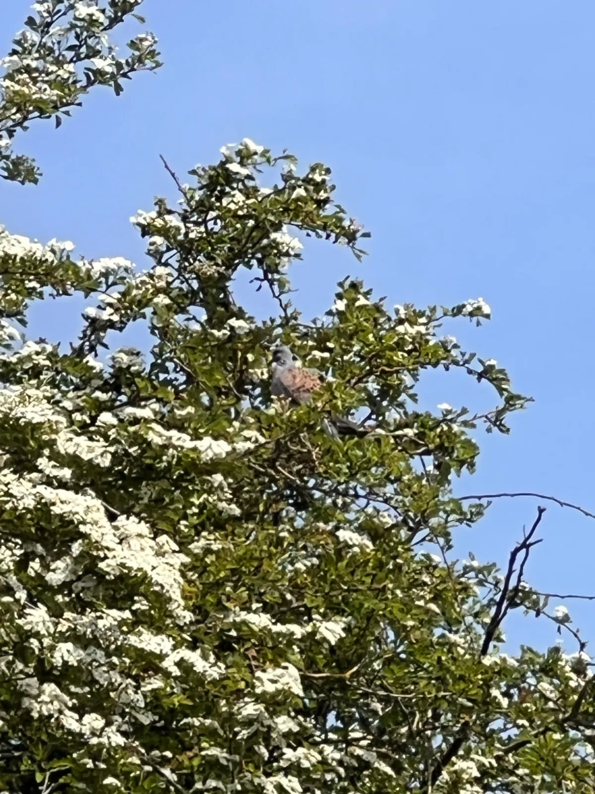 Waargenomen Zomertortel