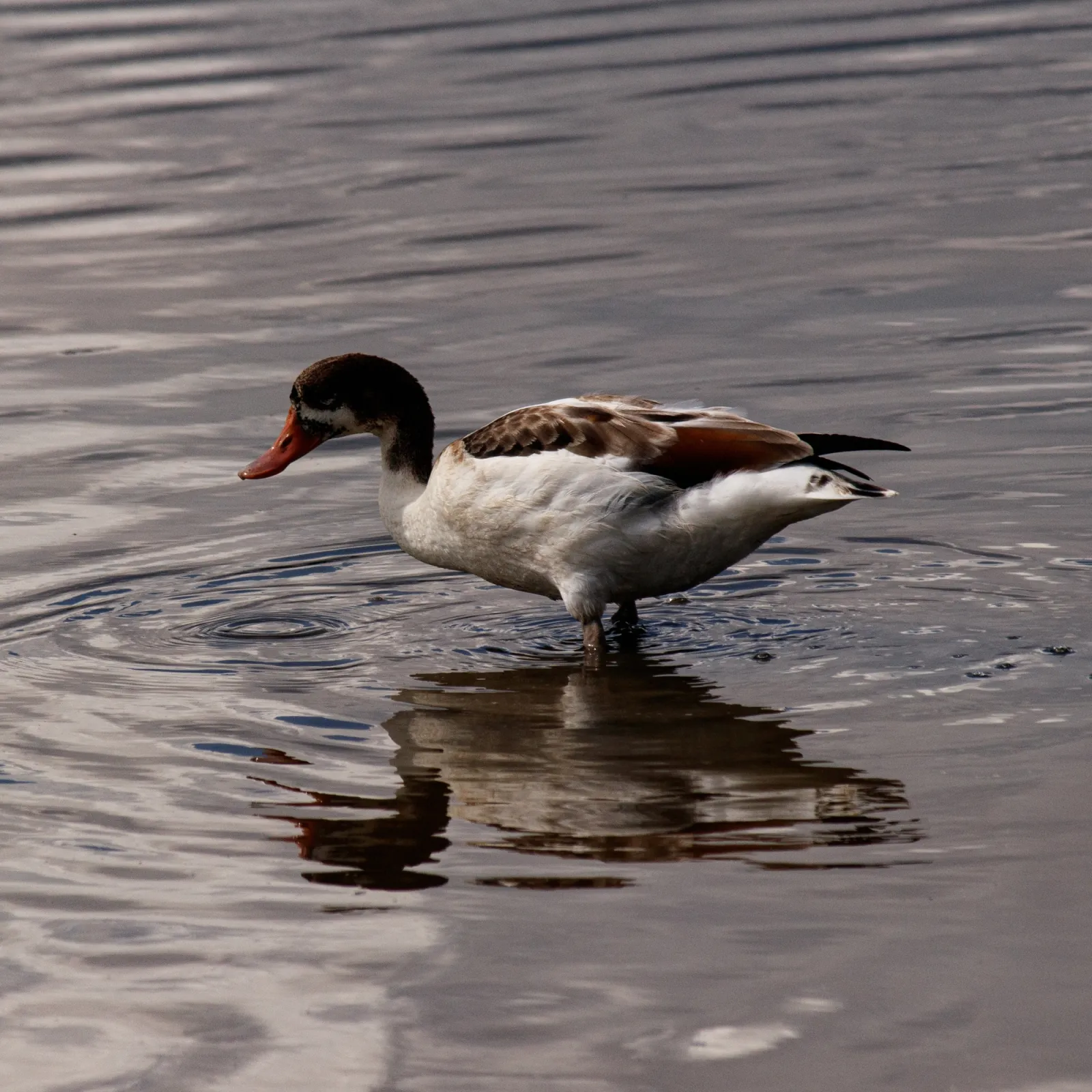 Spotted Common Shelduck