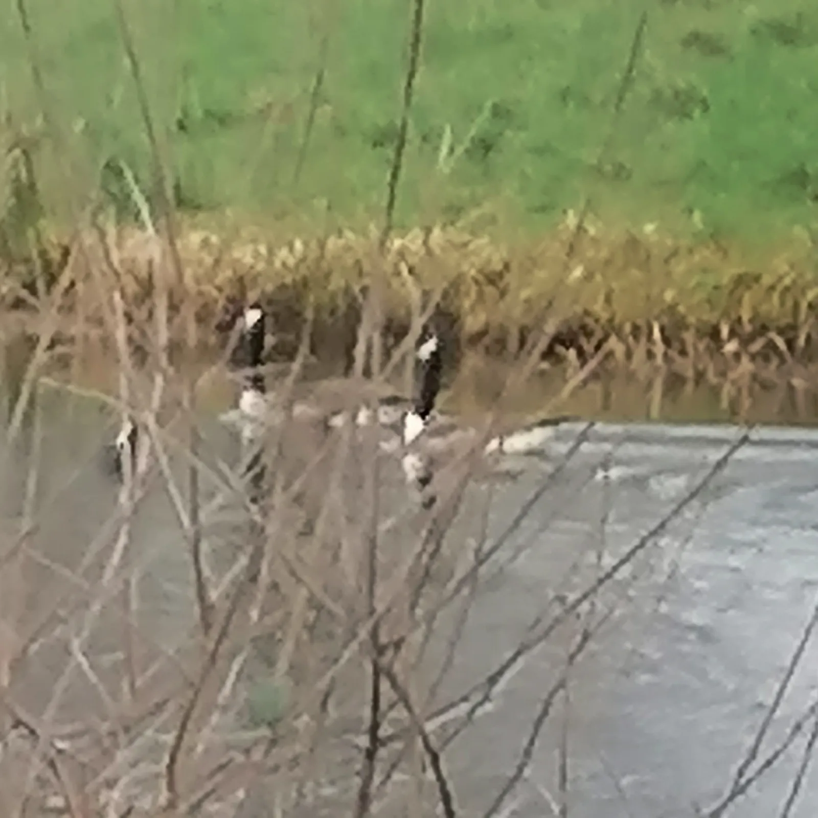 Gespotte Grote Canadese gans