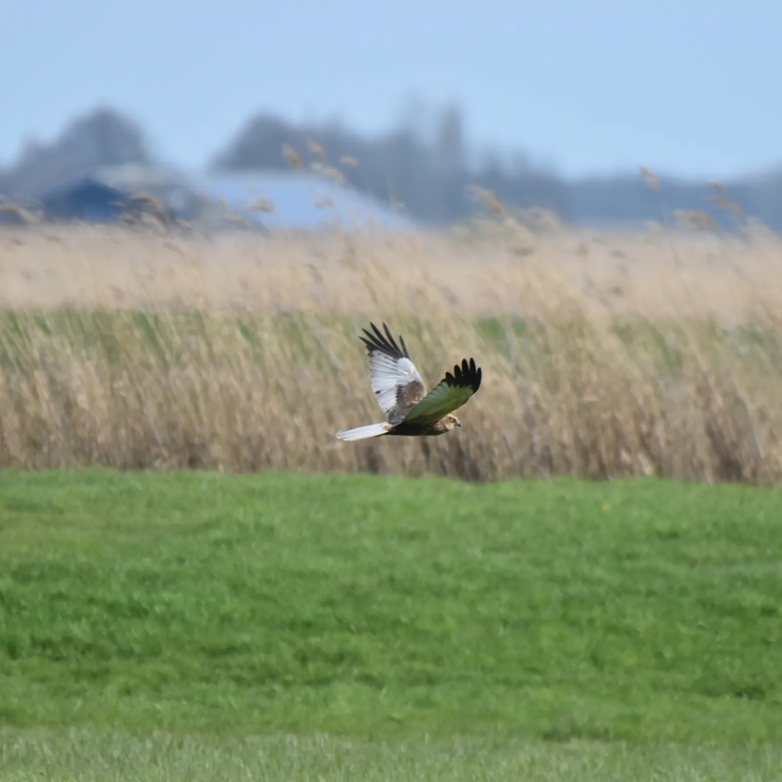 Gespotte Bruine kiekendief