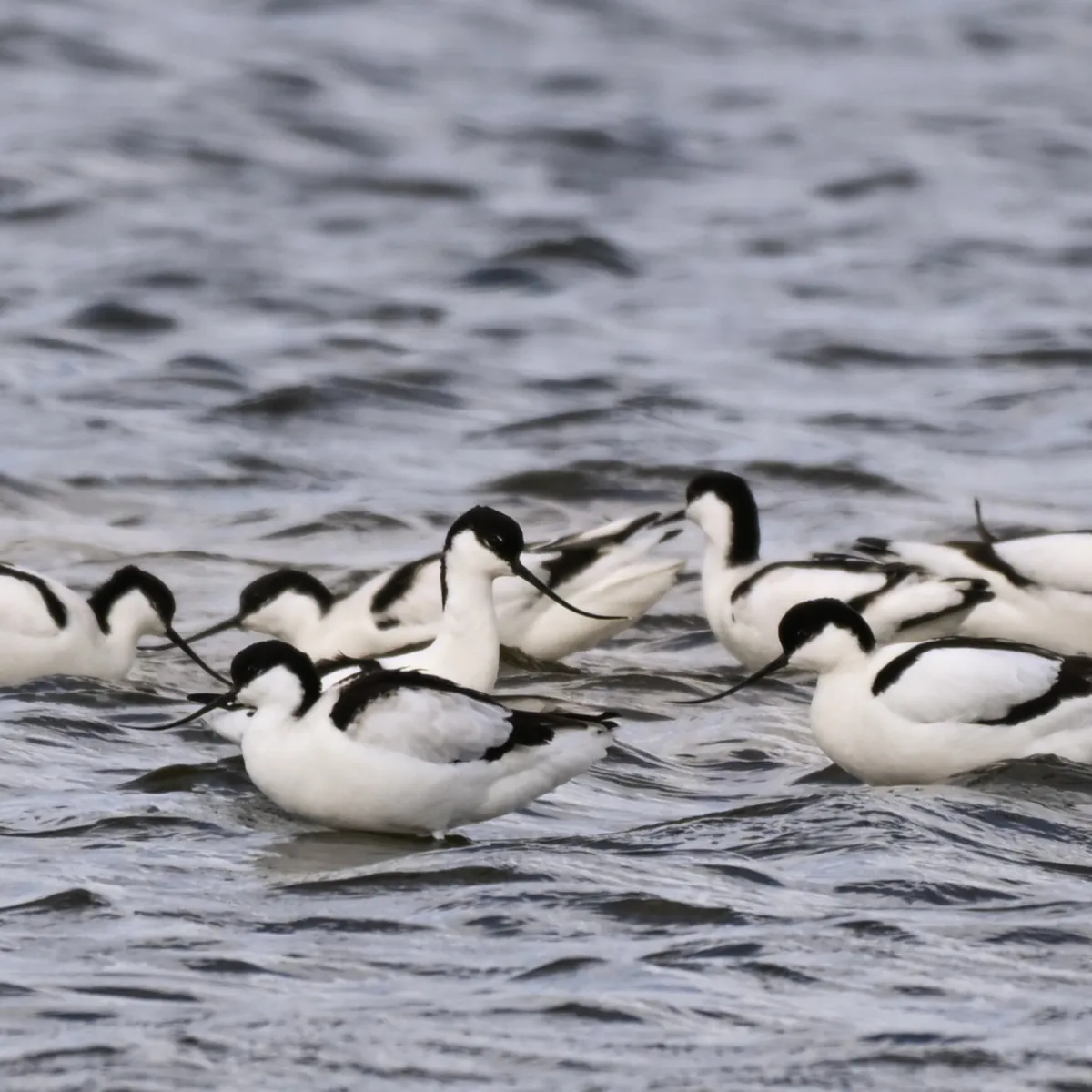 Spotted Pied Avocet