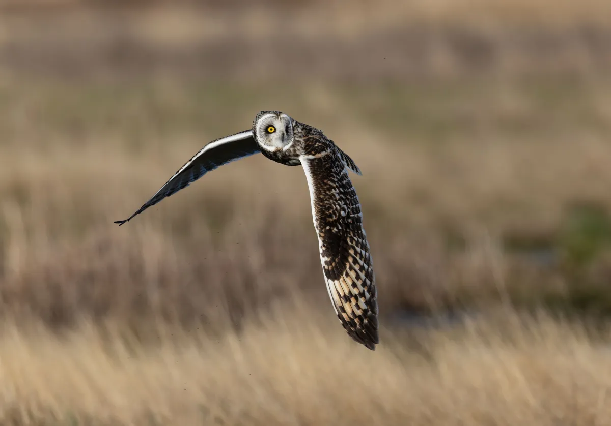 Een vliegende Velduil boven open grasland.