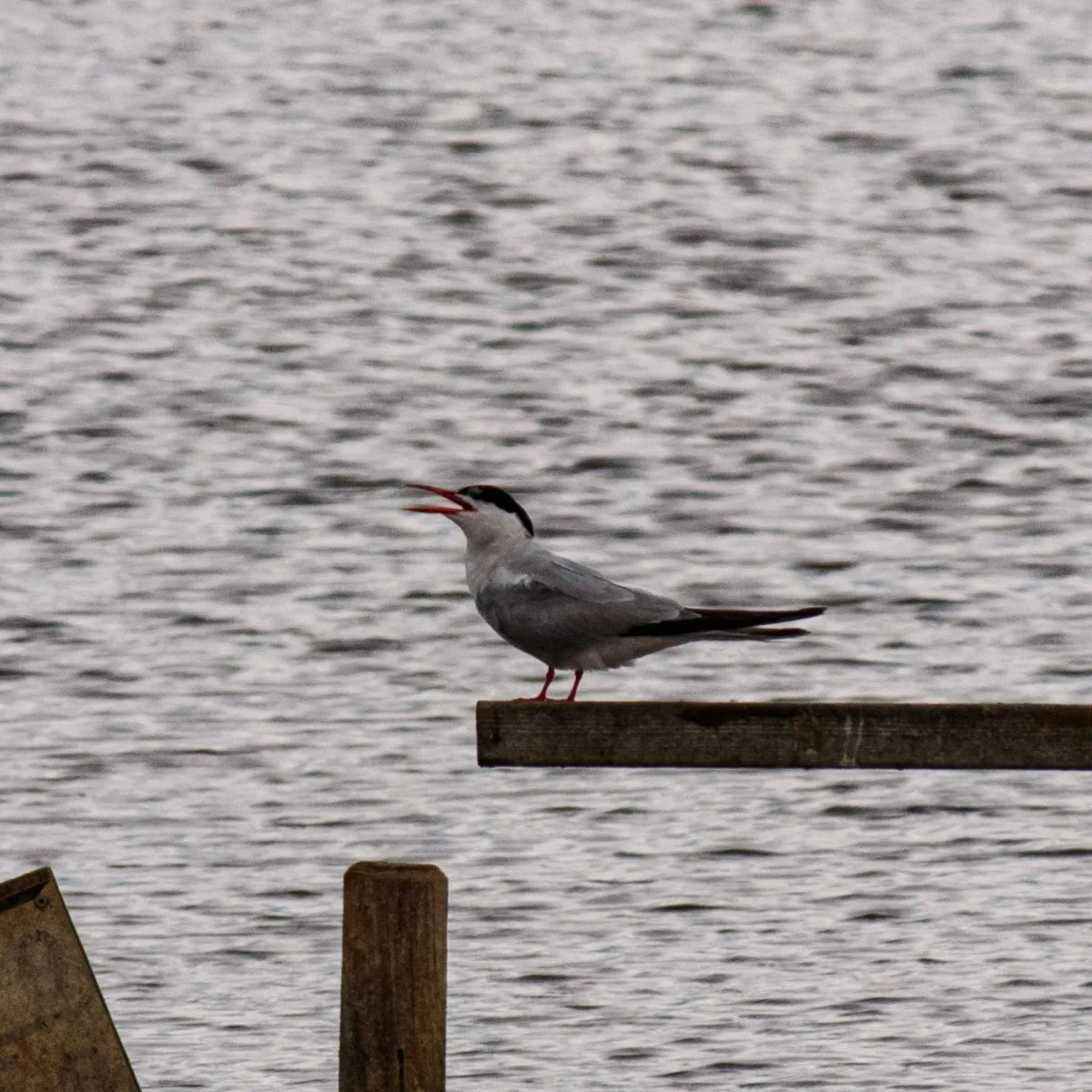 Spotted Common Tern
