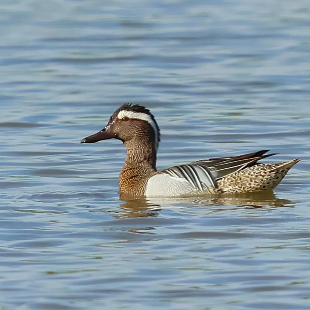 Spotted Garganey