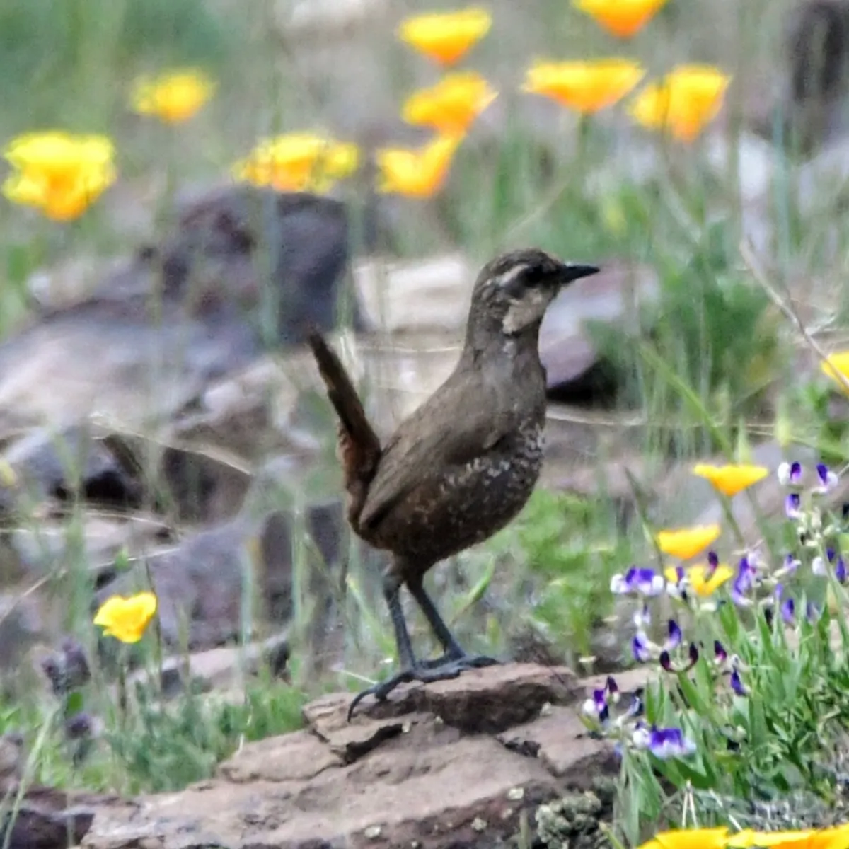 Spotted Moustached Turca