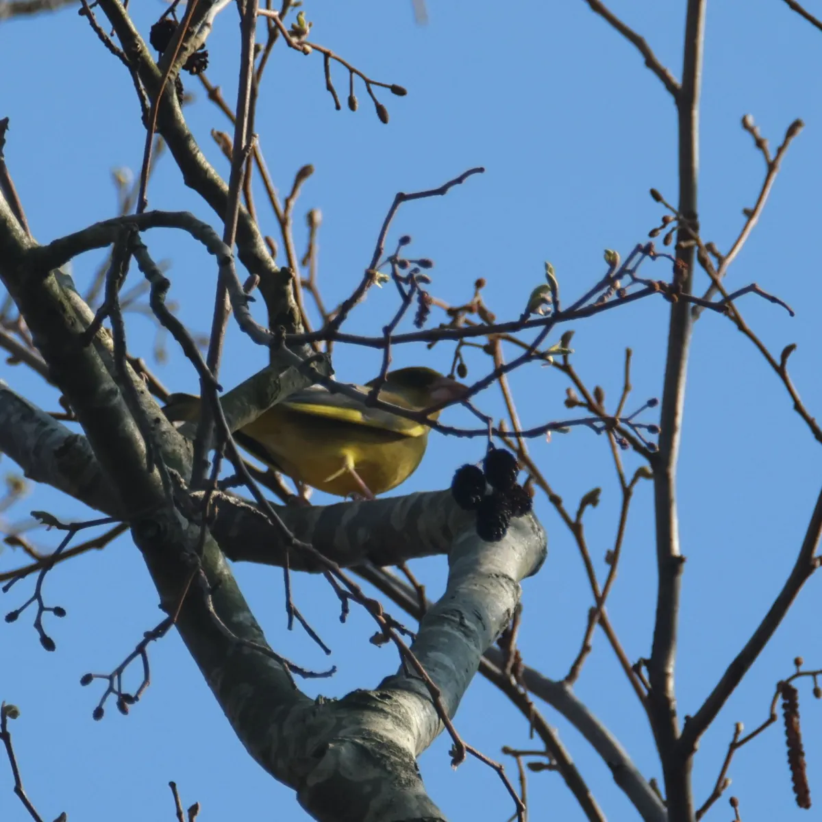 Spotted European Greenfinch