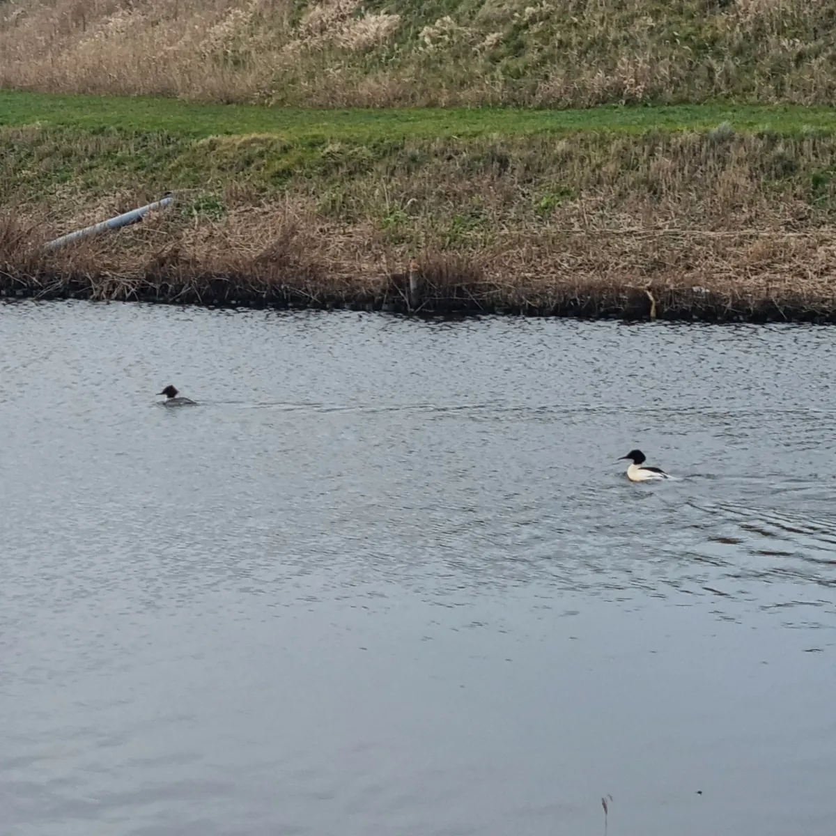 Gespotte Grote zaagbek