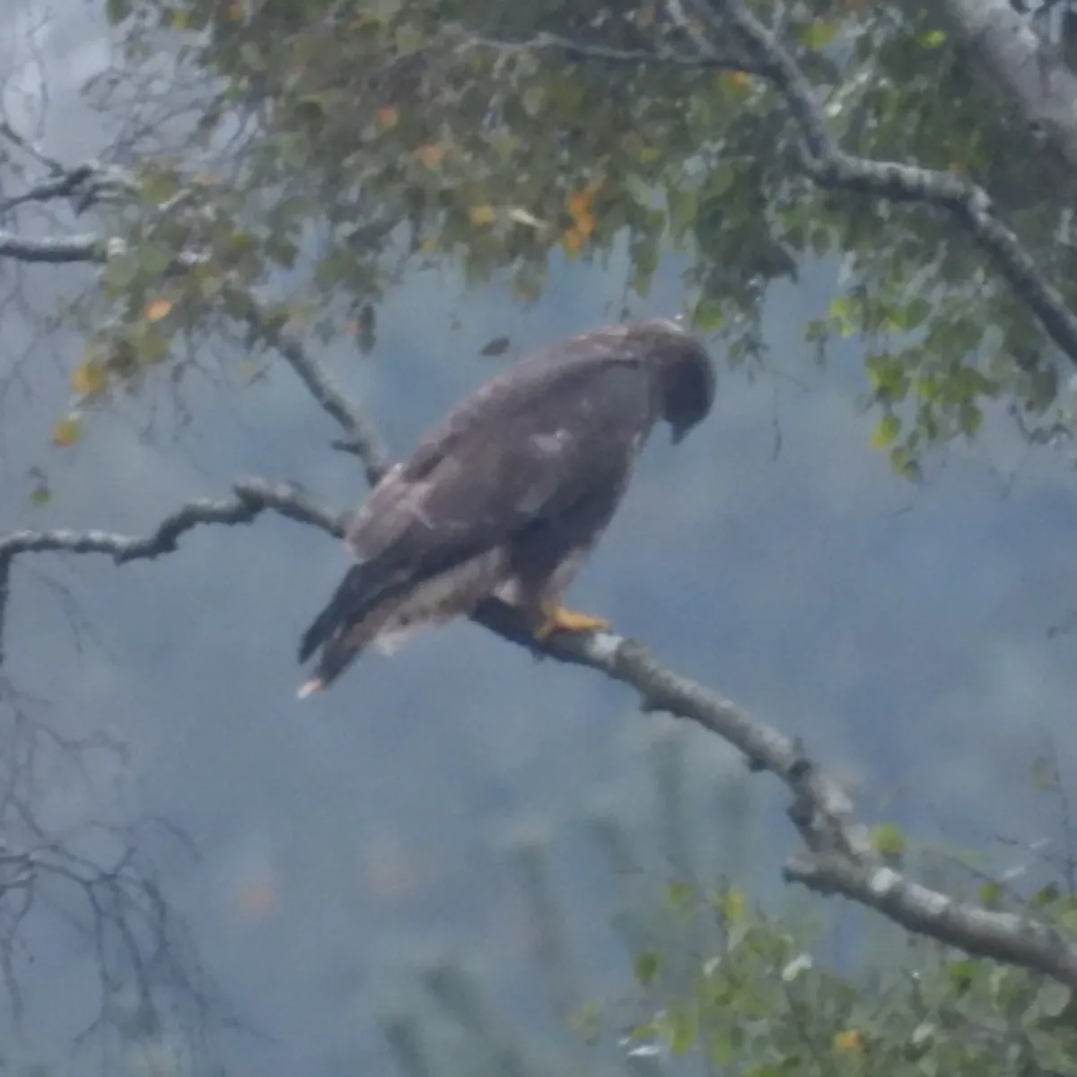 Waargenomen Buizerd