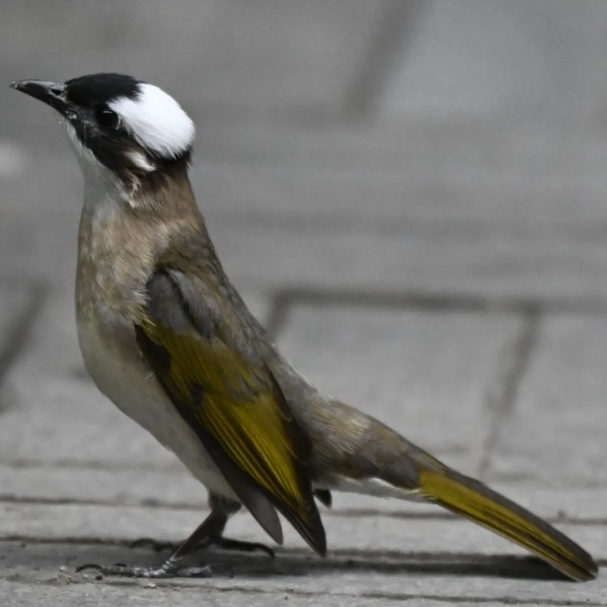 Spotted Light-vented Bulbul