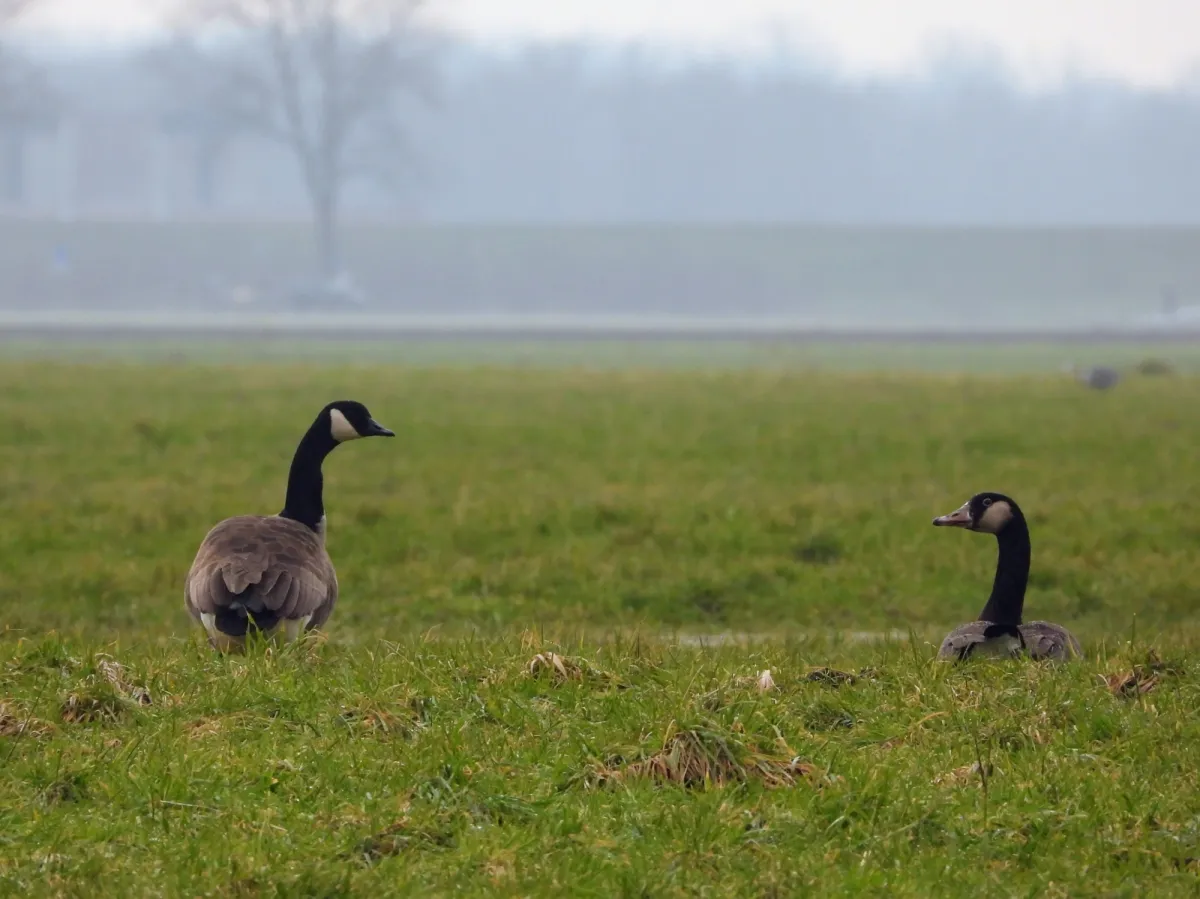 Spotted Canada Goose