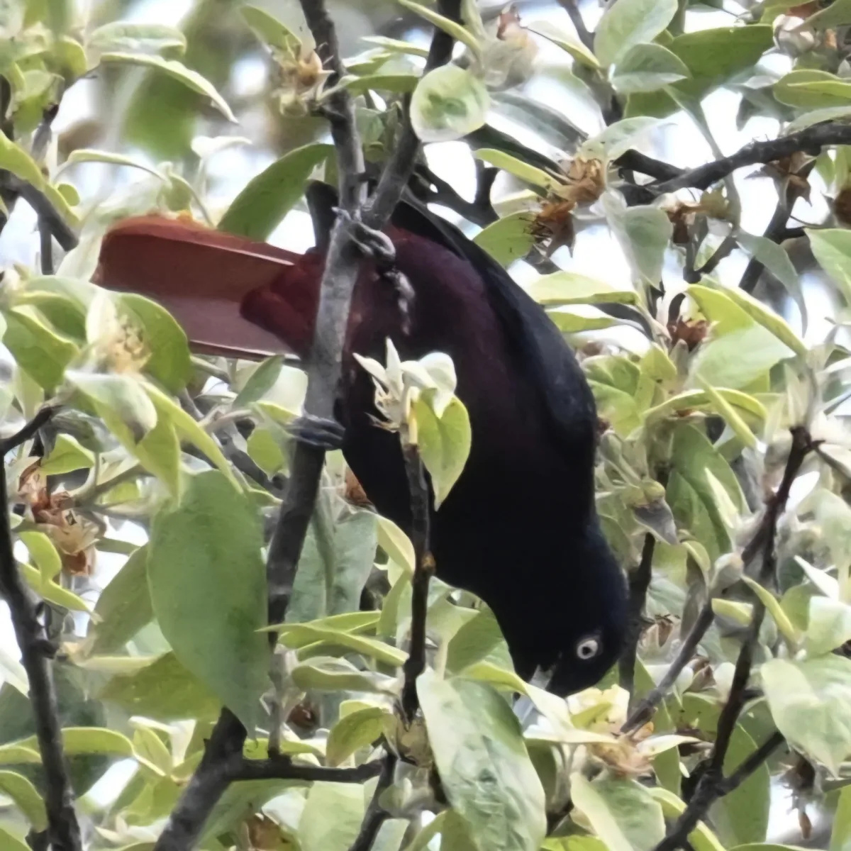 Gespotte Indische bloedwielewaal