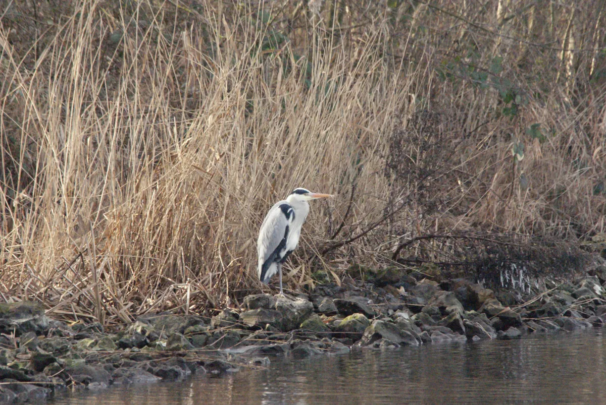 Gespotte Blauwe reiger